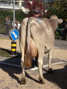 Schneuter ltere Mia von Studhalter Beat Fondlenhhe Horw